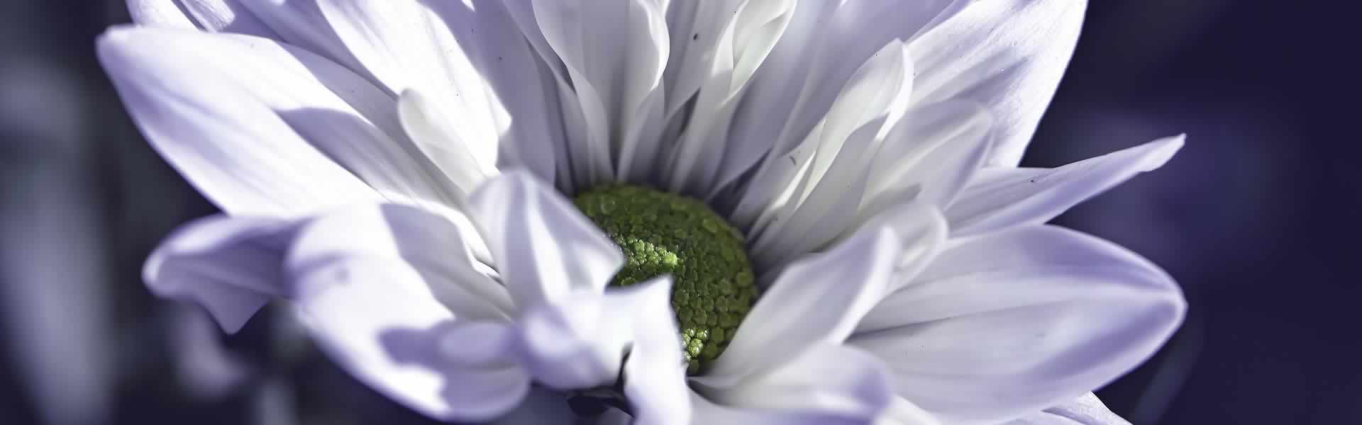 Fiore per decorazione cimiteriale